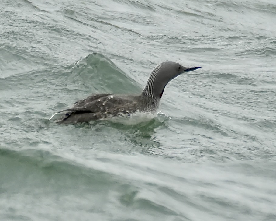 red-throated diver